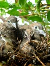 Doves and babies