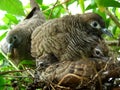 Doves and babies