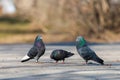 Doves on the background of the city