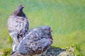 Doves bathing in the lake