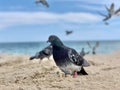 Doves on the beach by the sea. Birds on the Black Sea coast. The dove walks on the sand Royalty Free Stock Photo