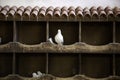 Doves in dovecote Royalty Free Stock Photo