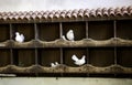 Doves in dovecote Royalty Free Stock Photo