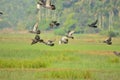 Doves on flight -birds on flight view from kerala village paddy field Royalty Free Stock Photo