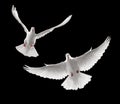 Doves flying Royalty Free Stock Photo