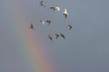 Doves flying against a blue sky and rainbow Royalty Free Stock Photo