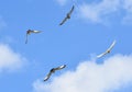 doves flying against the blue sky Royalty Free Stock Photo