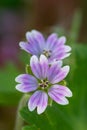 Doves foot cranesbill geranium molle Royalty Free Stock Photo