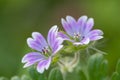 Doves foot cranesbill geranium molle Royalty Free Stock Photo
