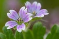 Doves foot cranesbill geranium molle