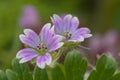 Doves foot cranesbill geranium molle Royalty Free Stock Photo