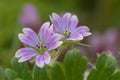 Doves foot cranesbill geranium molle Royalty Free Stock Photo