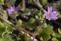 Doves-foot Cranesbill Royalty Free Stock Photo