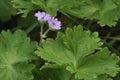 Doves-foot Cranesbill Royalty Free Stock Photo