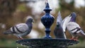 Doves on Fountain Cadiz Spain