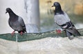 Doves at the fountain