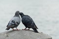 Doves in love Royalty Free Stock Photo