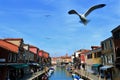 Doves in Murano, Italy.