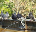 doves next to the fountain