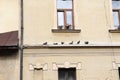 Doves on an old interbelic building, under a window with flowers Royalty Free Stock Photo