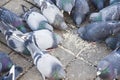 Doves pecking food Royalty Free Stock Photo