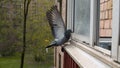 Doves pecking seeds on the window sill