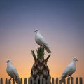 Doves perch atop palm tree stump picket fence sunset backdrop Royalty Free Stock Photo