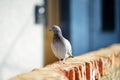 Doves and pigeons in Riomaggiore, the largest of the five centuries-old villages of Cinque Terre, Italian Riviera, Liguria, Italy