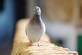 Doves and pigeons in Riomaggiore, the largest of the five centuries-old villages of Cinque Terre, Italian Riviera, Liguria, Italy