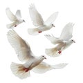 doves png isolated on transparent background Royalty Free Stock Photo