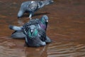 Doves in a rusty water fountain