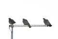 Doves Silhouette in a Roof Royalty Free Stock Photo