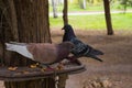 Doves sitting on the bird feeder on the tree in the Park. Birds feed from the trough. Care of fauna