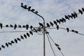 Doves sitting on wires and lamppost against cloudy sky