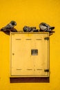 Doves sitting on a yellow switchbox at a house