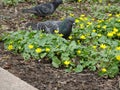 Doves among spring blooming lesser celandine or pilewort, selective focus