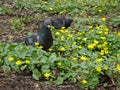 Doves among spring blooming lesser celandine or pilewort, selective focus