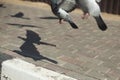 Doves on the street. Homeless birds Royalty Free Stock Photo