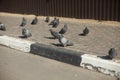 Doves on the street. Homeless birds Royalty Free Stock Photo