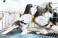 Doves on a sunny day in cage Royalty Free Stock Photo