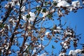 Doves on a tree with snow Royalty Free Stock Photo
