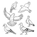 Doves. Vector illustration