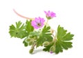 Dovesfoot Geranium plant Royalty Free Stock Photo