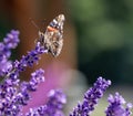 Dovetail Swallowtail Butterfly on Purple French Lavender in summertime Royalty Free Stock Photo