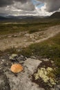 Dovrefjell-red stone