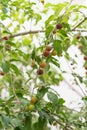 Dovyalis hebecarpa, with common names Ceylon gooseberry, ketembilla, and kitambilla, is a plant in the genus Dovyalis, native to Royalty Free Stock Photo