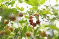 Dovyalis hebecarpa, with common names Ceylon gooseberry, ketembilla, and kitambilla, is a plant in the genus Dovyalis, native to Royalty Free Stock Photo
