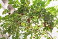 Dovyalis hebecarpa, with common names Ceylon gooseberry, ketembilla, and kitambilla, is a plant in the genus Dovyalis, native to Royalty Free Stock Photo