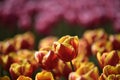 Dow jones tulip fields netherlands