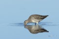 Dowitcher digging in shallow water Royalty Free Stock Photo